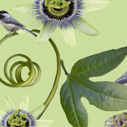 - Trish Simonite - Green Passion Flower Collage (002)